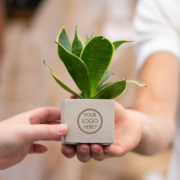 SANSEVIERIA