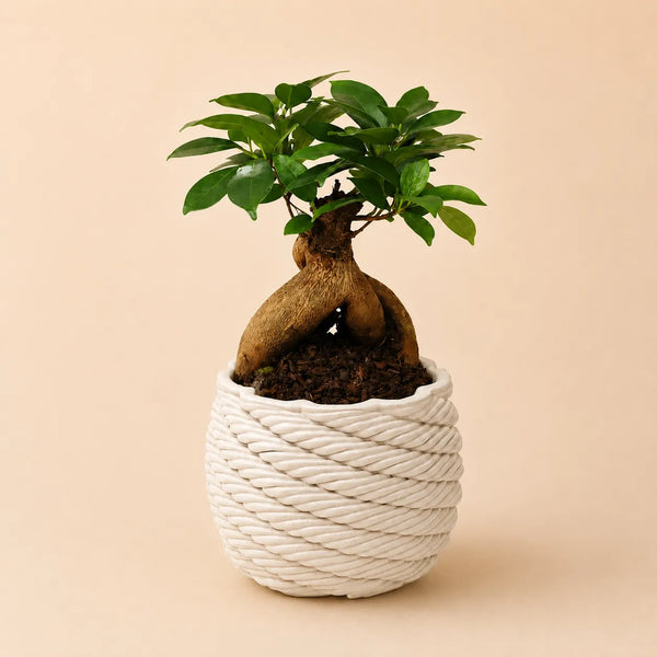 BONSAI FICUS GINSENG
