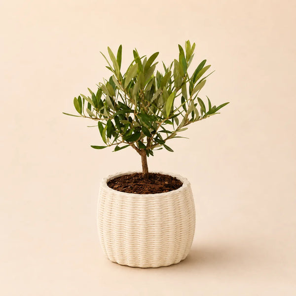 BONSAI ULIVO