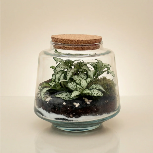 TERRARIUM PIANTE VERDI