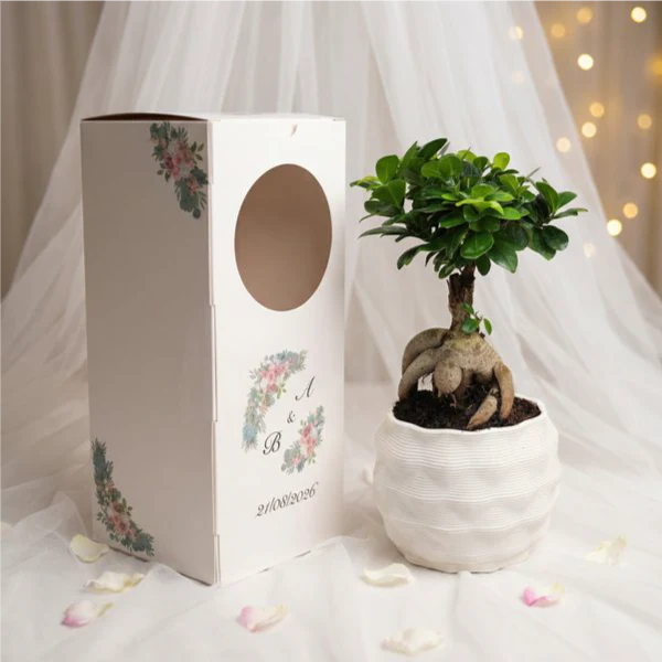 Bonsai Ficus Ginseng
