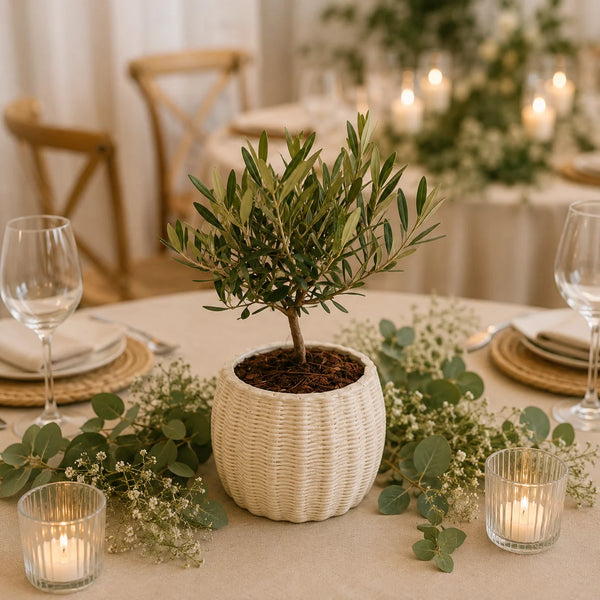 Bonsai Olivo