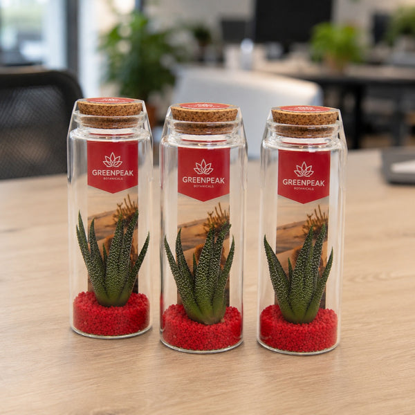 SUCCULENTA IN PROVETTA DI VETRO