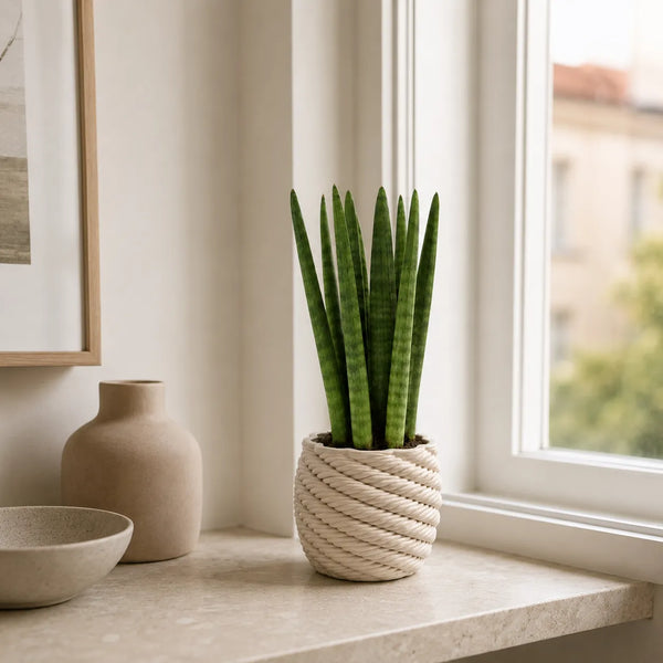 Sansevieria Cylindrica